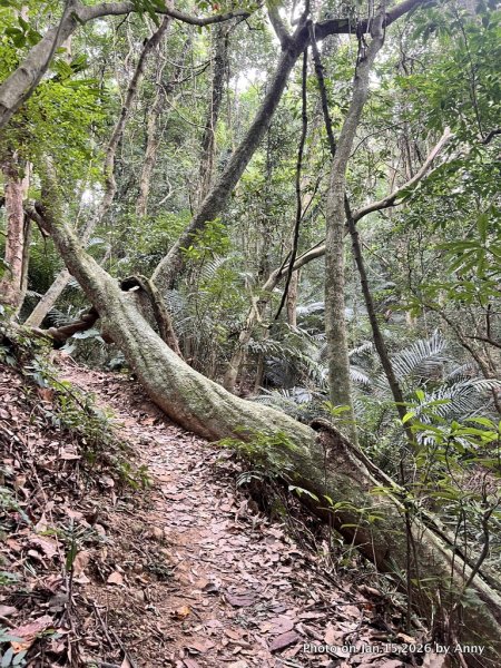 【新竹＋苗栗】猿獅縱走2989062