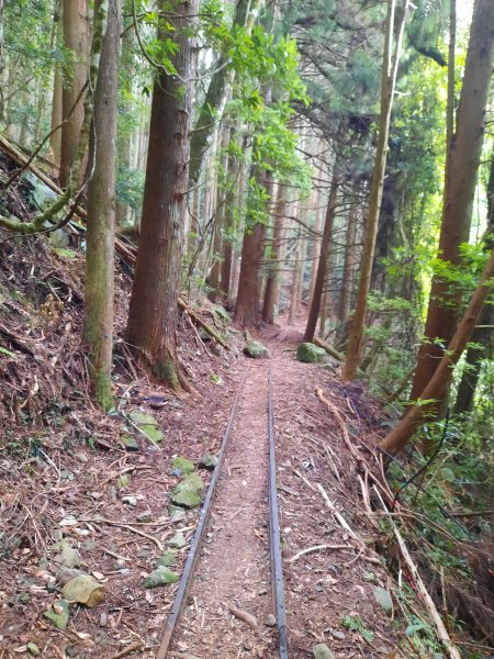 加里山 杜鵑嶺 鐵道 大O型 大坪上1053449