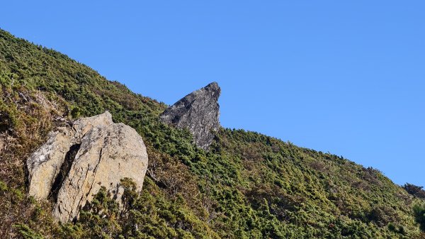合歡山北峰 小溪營地 鷹角石 合歡北峰名樹2915350