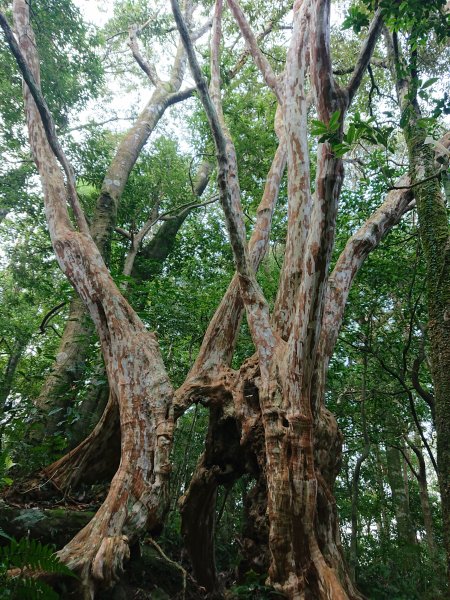 水田林道上貴妃山-鞍部石猴-那結山O型走1307494