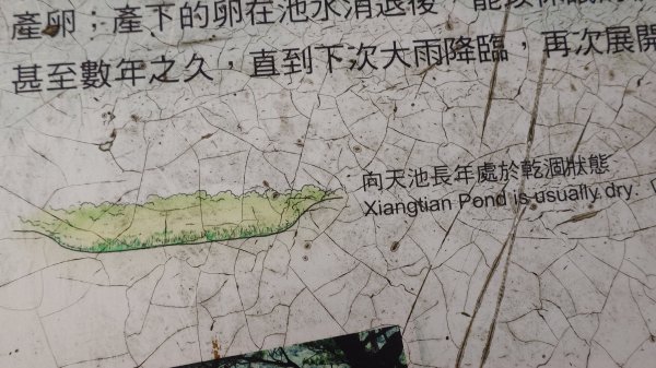 20260125 陽明山前後山健行(無極天元宮~山仔頂步道.向天池.向天山.面天山.二子坪)2998001