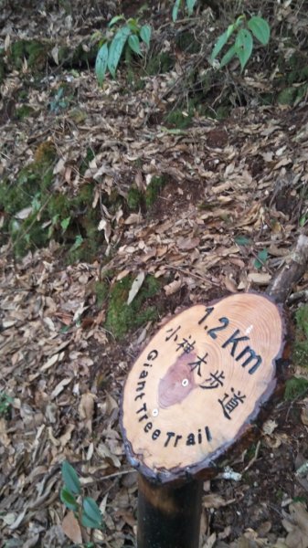 大雪山小神木步道+環站步道914501