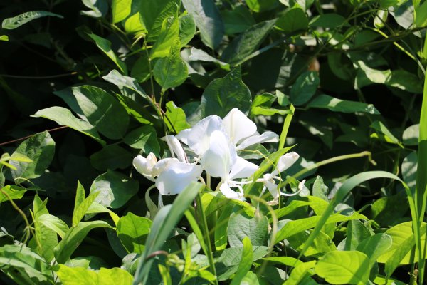 南投魚池~花茶香田園好風光~澀水田頂步道1026766