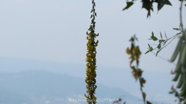 《南投》峰峰相連｜草屯九九峰森林步道O型202509062879299