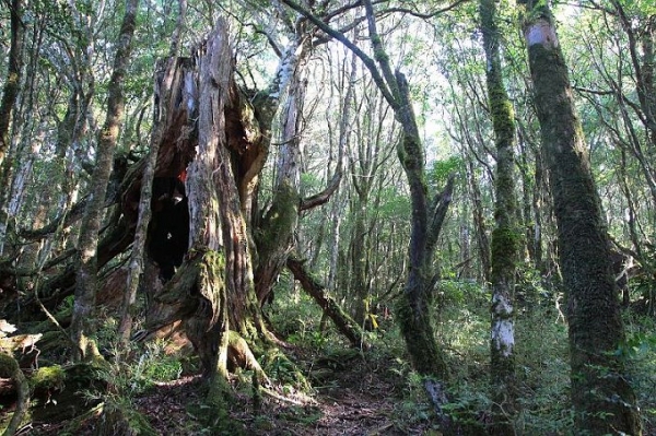 【宜蘭】北橫明池走巴博庫魯山O型