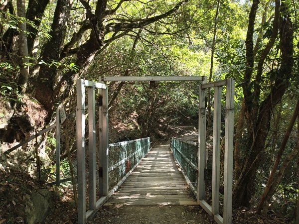 [皮皮獅探險隊-11/10] 2025_1010 隱藏任務–司馬庫斯神木群步道2912324