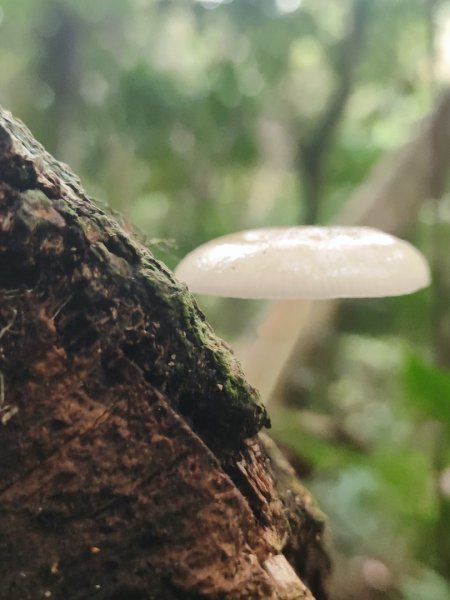 霞喀羅古道全線解鎖（石鹿到養老）2961029