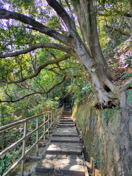 內湖o形4連峰（白鷺鷥山+鯉魚山東峰+鯉魚山+忠勇山）（2/13）2429592