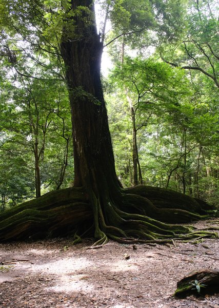 雪見大板根2924681