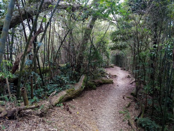 獨立山國家步道 大巃頂步道 太平945744