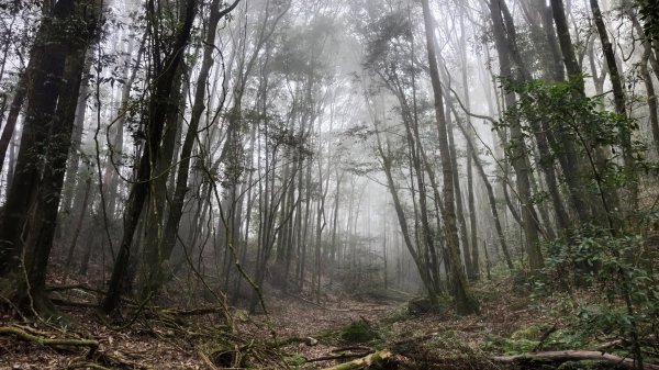 【台灣健行】山河無恙、歷史長歌  - 大雪山林場3136066