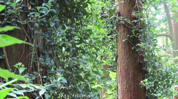 《台中》優美稜線｜橫嶺山自然步道（大雪山社區南登山口）202505312800275