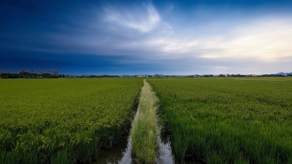 三奇美徑,52甲濕地,傳藝中心2518187