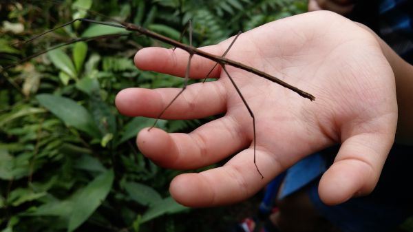 新溪洲山之樂400371