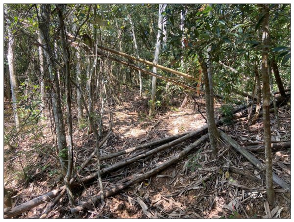 頭社水庫、大舌滿山2757559