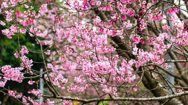 《蘭陵王・林口櫻花》2715965
