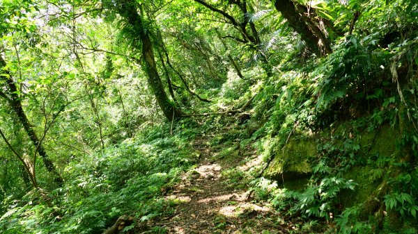 大湖尾,溪尾寮,藤寮坑古道2877509
