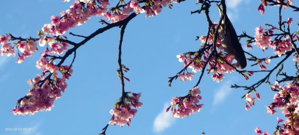 #栗尾椋鳥 #綠繡眼 #東湖樂活公園 #花園新城 #屈尺 #寒櫻 2/42992863