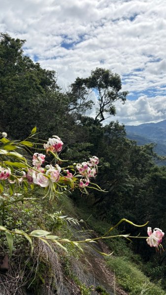 石壁上的花3111040