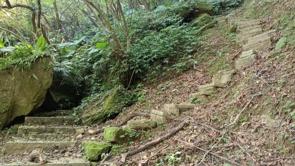 石碇區石霸尖-皇帝殿東峰-玉京山找尋艷紅花影3108305