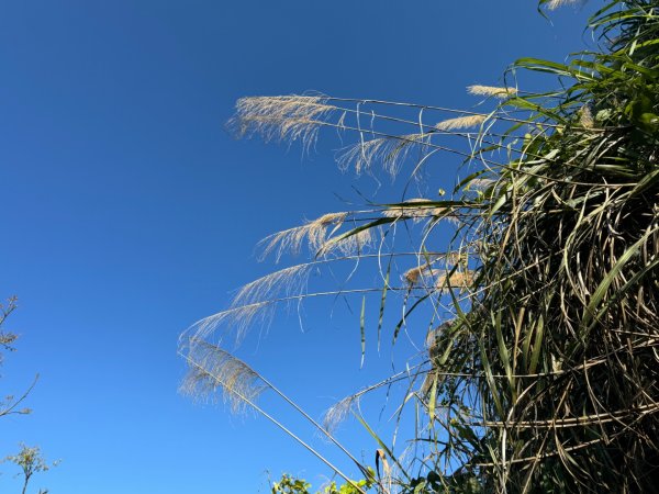 台南市白河區、嘉義縣大埔鄉交界，小百岳63號大棟山ㄧ等三角點2428588