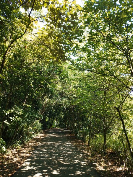 松柏嶺O形2908126