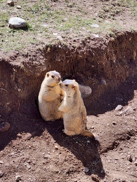 西藏-崗仁波齊轉山/珠峰大本營5200米2897494