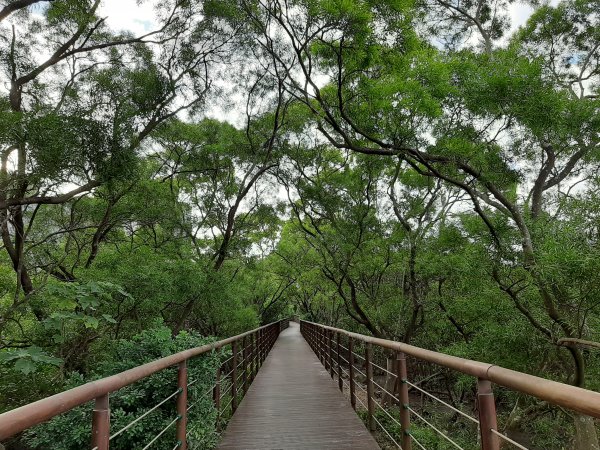 紅樹林生態步道 - 全臺最大的水筆仔森林776026