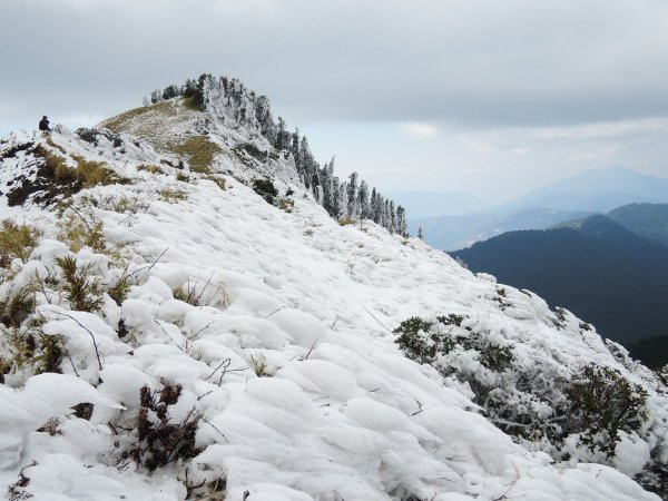 合歡山也有藏王樹冰的雪景510348