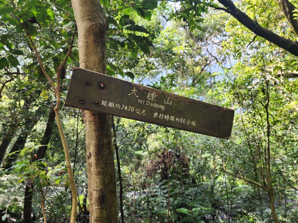 小百岳No.15⛰大棟山(龜崙山)2849761