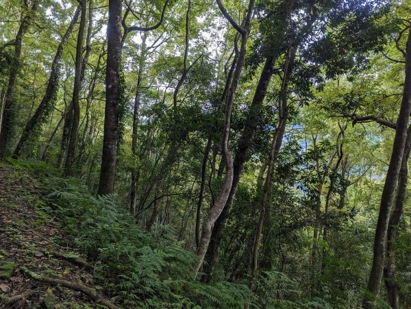 霞喀羅國家步道：養老登山口→白石吊橋(來回)1948470