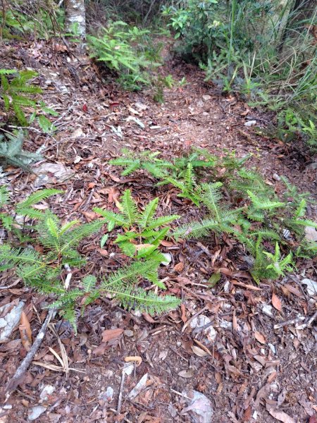 守關山南峰 守關山 守城大山2919125