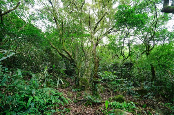 新北 三芝 小觀音山群峰3085455
