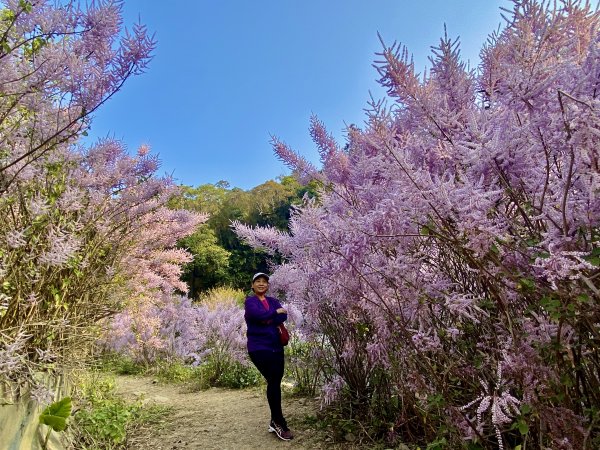 粉紅色悸動--古坑.萬年峽谷麝香木順撿雲林古坑基石 2023/03/082061927