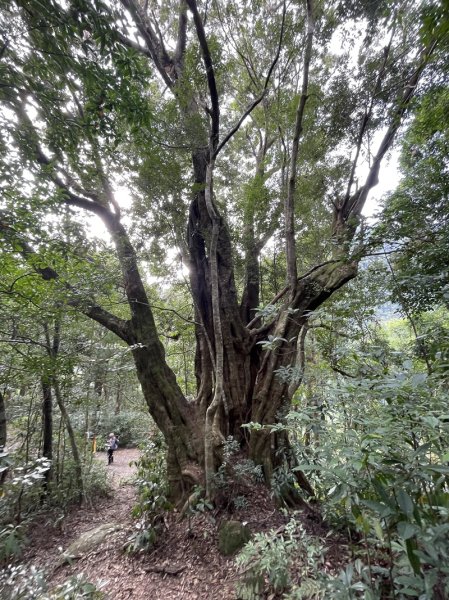 熊空紅河谷越嶺古道2916310