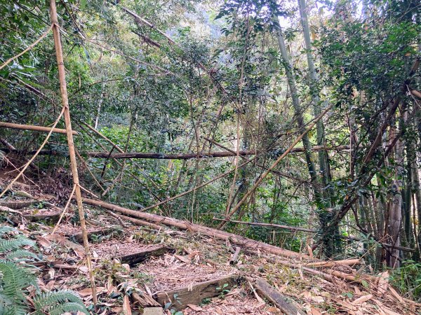 後尖山步道2683562