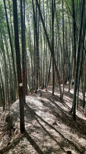 《南投》竹林台灣杉｜溪頭山竹崙山志騰山O繞202302182035831