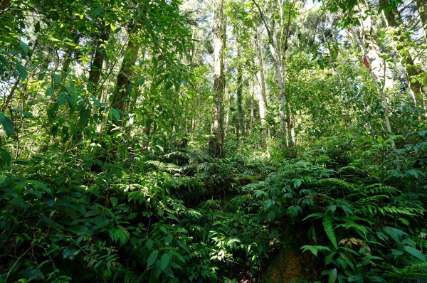 新北 烏來 大礁溪山2821589