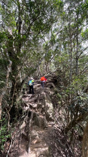 北得拉曼內鳥嘴山賞黃金山毛櫸、神木、雲海2647853