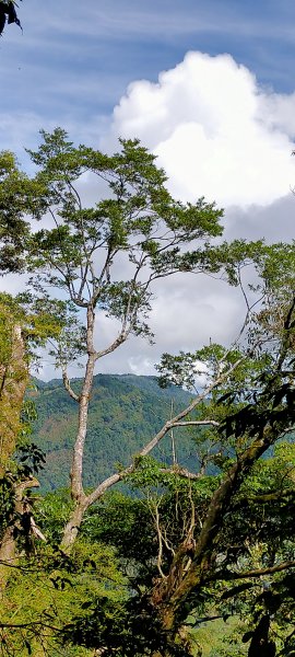 芙蓉山~大凍山~霹靂山~樂野山  四連峰1009666