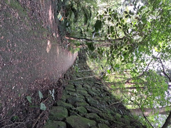 台南關子嶺枕頭山，大凍山，雞籠山步道3123317