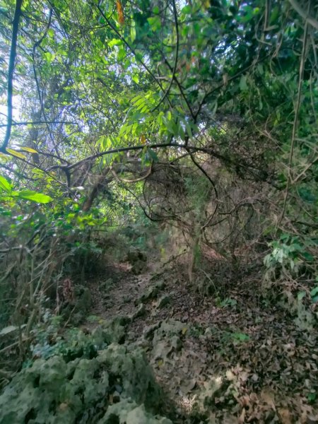 柴山秘境~小錐麓/大峽谷/雅座/盤榕/好漢坡2500528