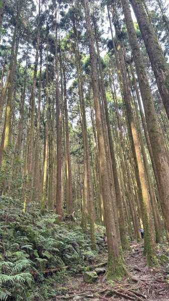 橫沙笛O繞2824583