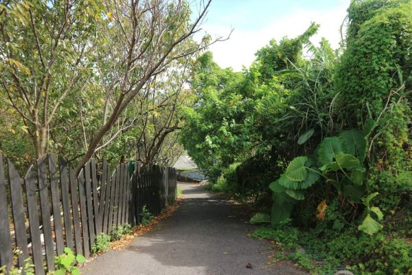 〔北投〕風尾步道，十八份拐圳步道。風尾步道中段  要下階梯左邊 ，巨大峰窩有虎頭蜂飛舞，請小心2267557