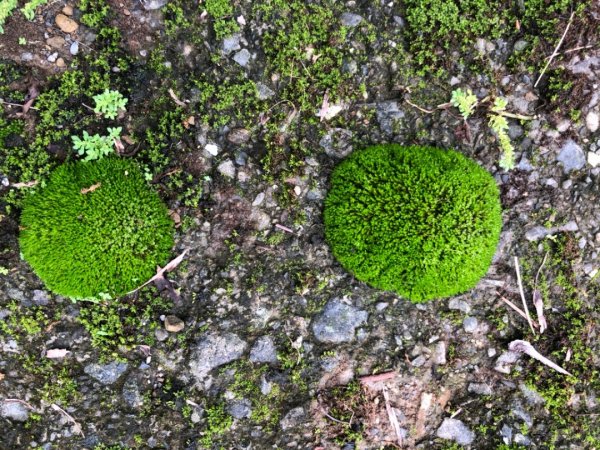 後棟山經挑筍古道上大尖山再走樟湖山1100360