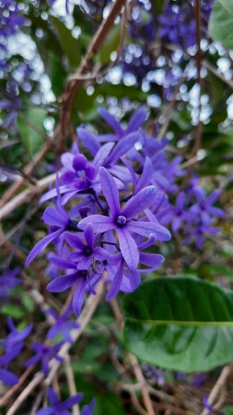 《南投》河岸賞鳥｜竹山下坪步道及自然教育園區O繞202302252042154