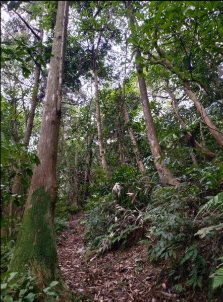 烏來大桶山腳下“秘徑”…桂山路走到底2416353