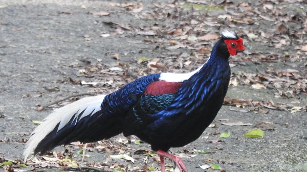 雲山水花鳥蝶-天龍國阿伯的日常6/22801936