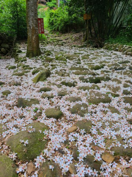 挑炭古道(三通嶺古道)+慈濟山步道2780417