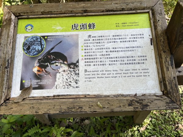 [玉山尋寶任務-03/12] 2025_0810 瓦拉米步道2857557